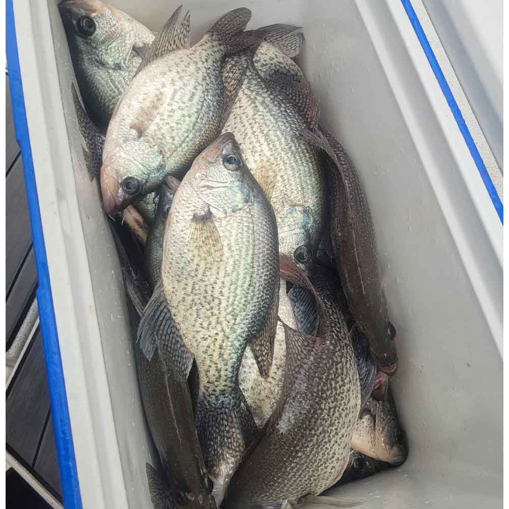 AHQ INSIDER Clarks Hill (GA/SC) 2025 Week 5 Fishing Report – Updated January 29