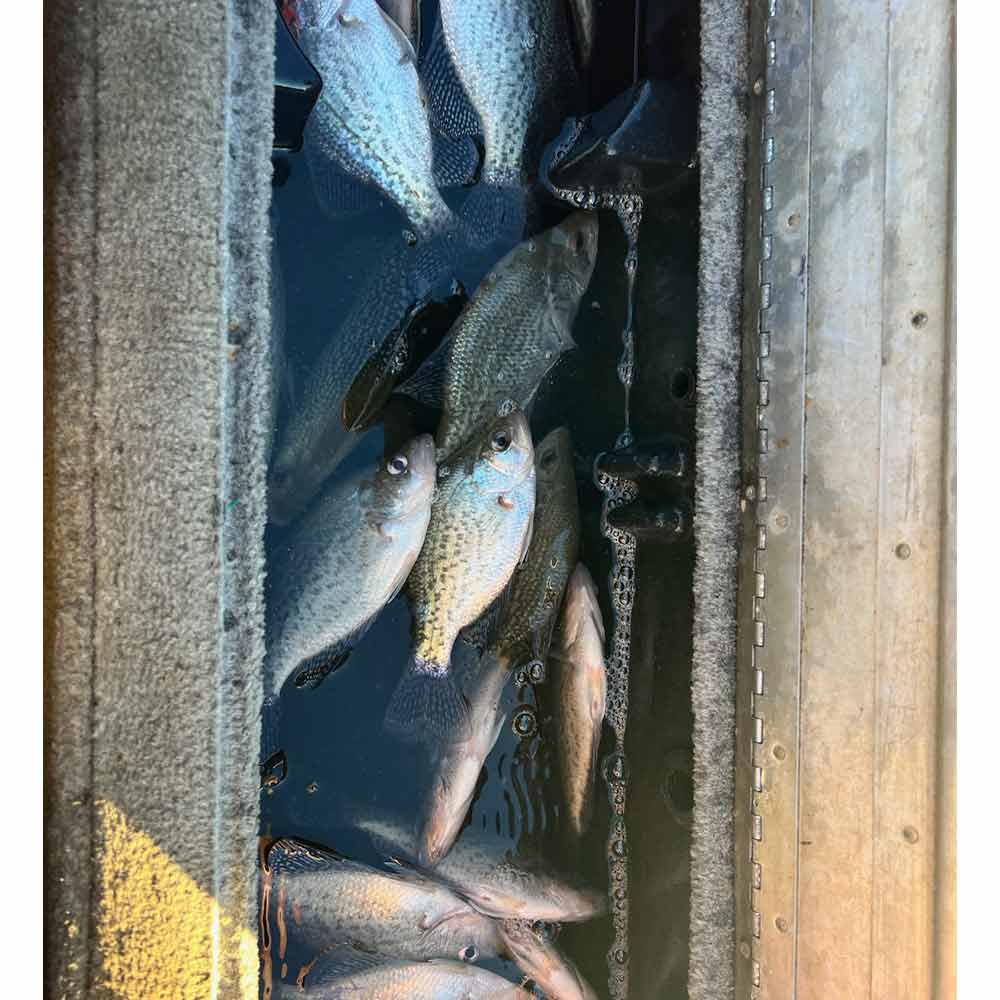 AHQ INSIDER Lake Hartwell (GA/SC) 2025 Week 5 Fishing Report – Updated January 29