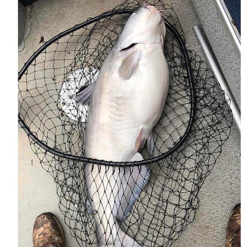 AHQ INSIDER Lake Hartwell (GA/SC) Spring 2020 Fishing Report – Updated February 27