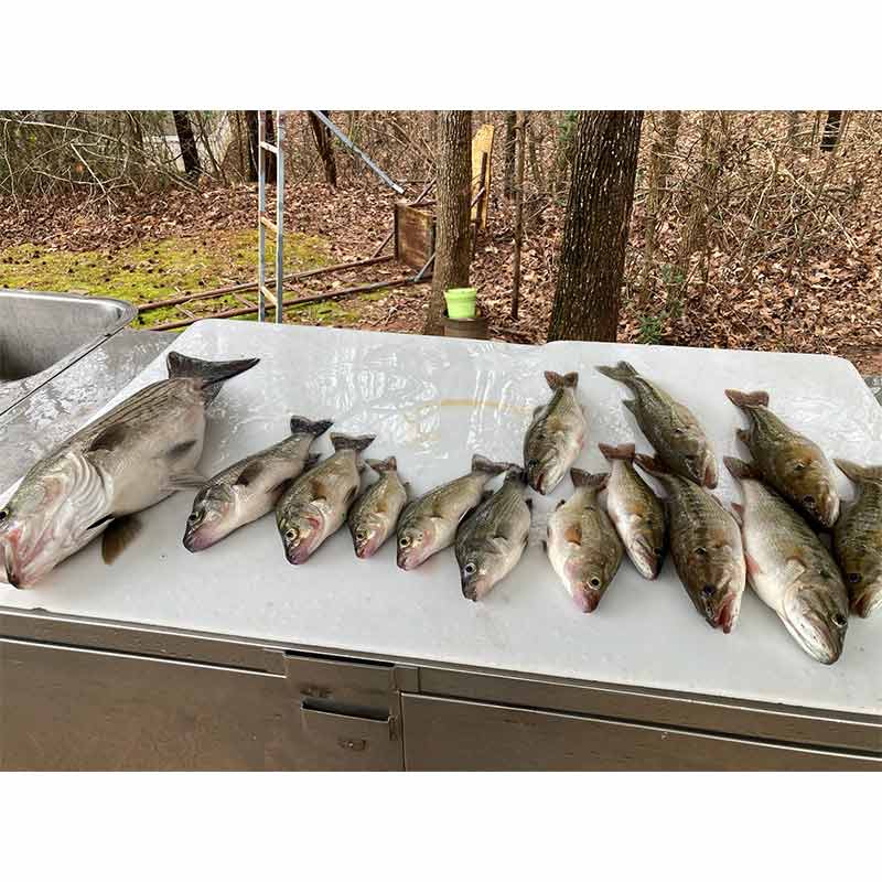 AHQ INSIDER Lake Hartwell (GA/SC) 2023 Week 5 Fishing Report – Updated February 2