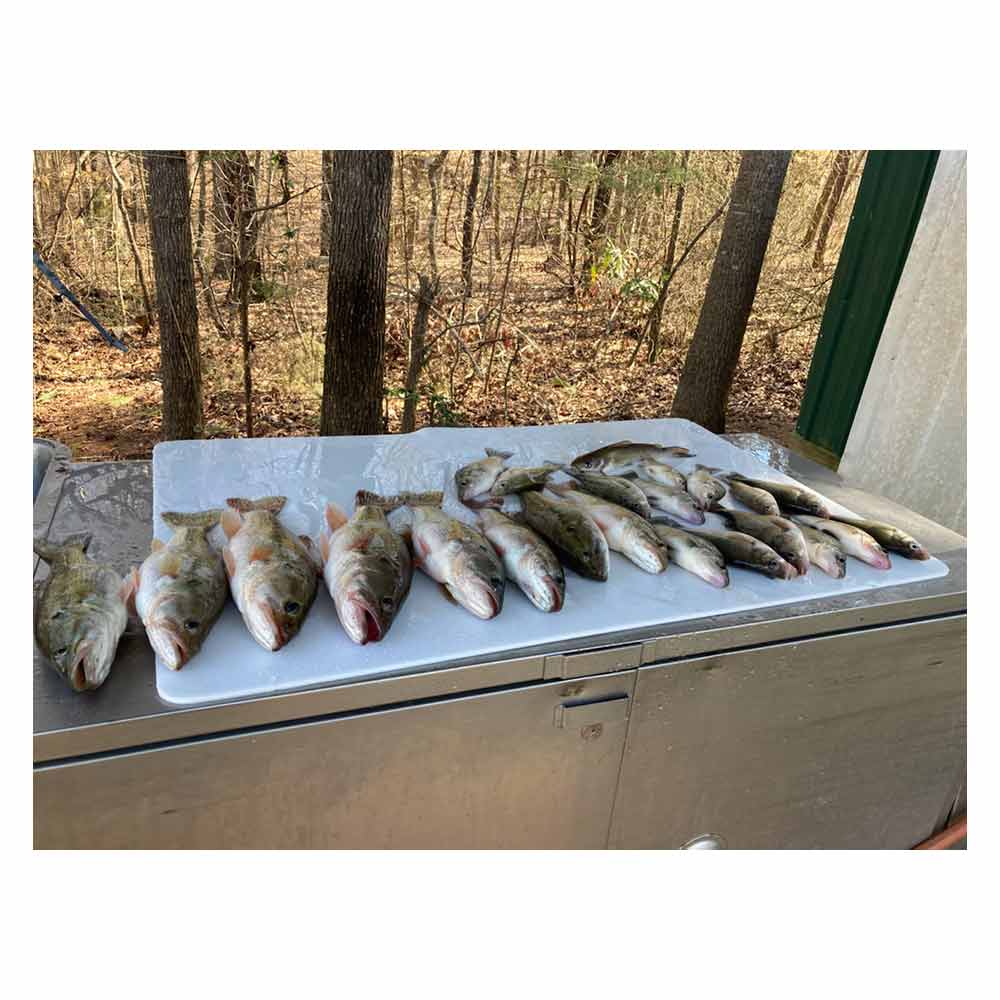 AHQ INSIDER Lake Hartwell (GA/SC) Spring 2022 Fishing Report – Updated February 17