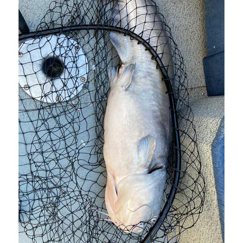 AHQ INSIDER Lake Hartwell (GA/SC) Spring 2021 Fishing Report – Updated March 19