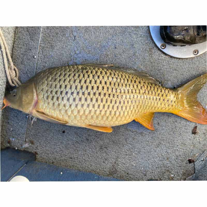 AHQ INSIDER Lake Hartwell (GA/SC) Spring 2021 Fishing Report – Updated January 21