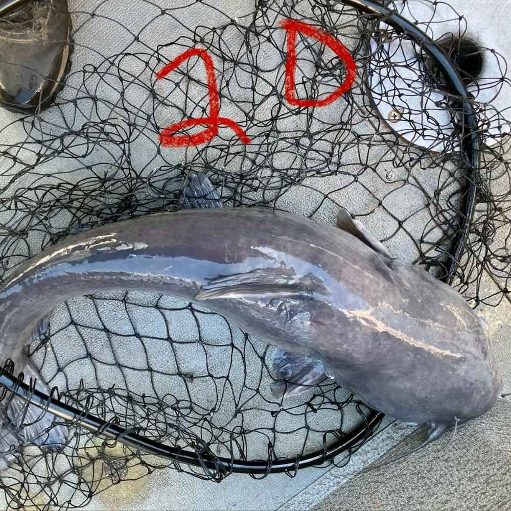 20-pounder caught this week by Captain Bill Plumley