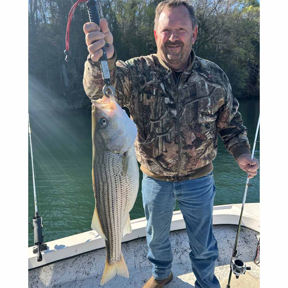 A good Hartwell striper with Captain Chip Hamilton 