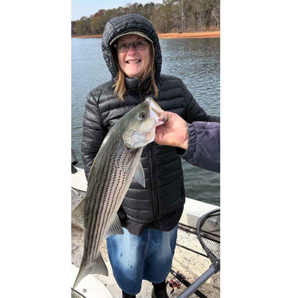 A healthy striper this week with Captain Chip Hamilton
