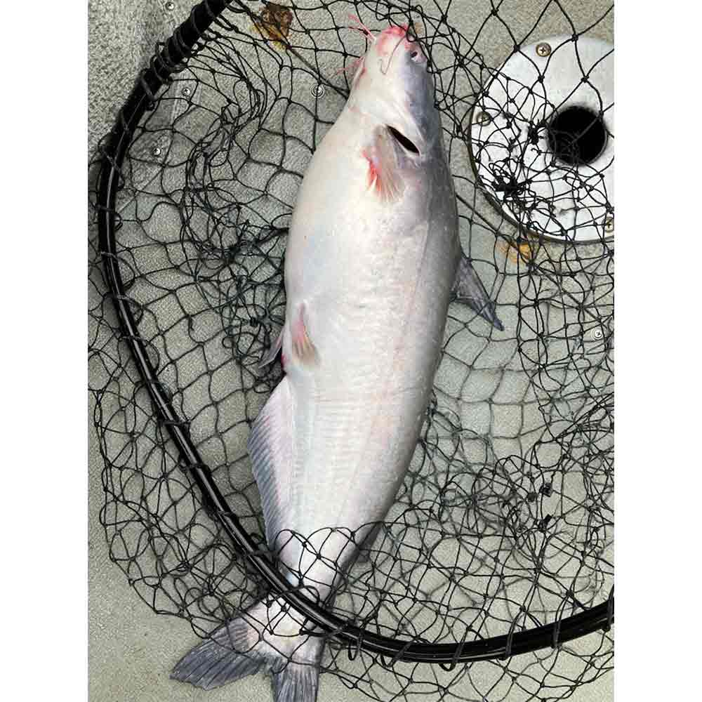 AHQ INSIDER Lake Hartwell (GA/SC) 2024 Week 49 Fishing Report – Updated December 4