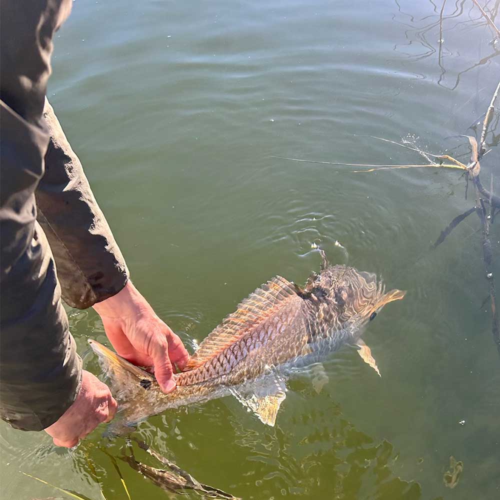 Back into the gin... 