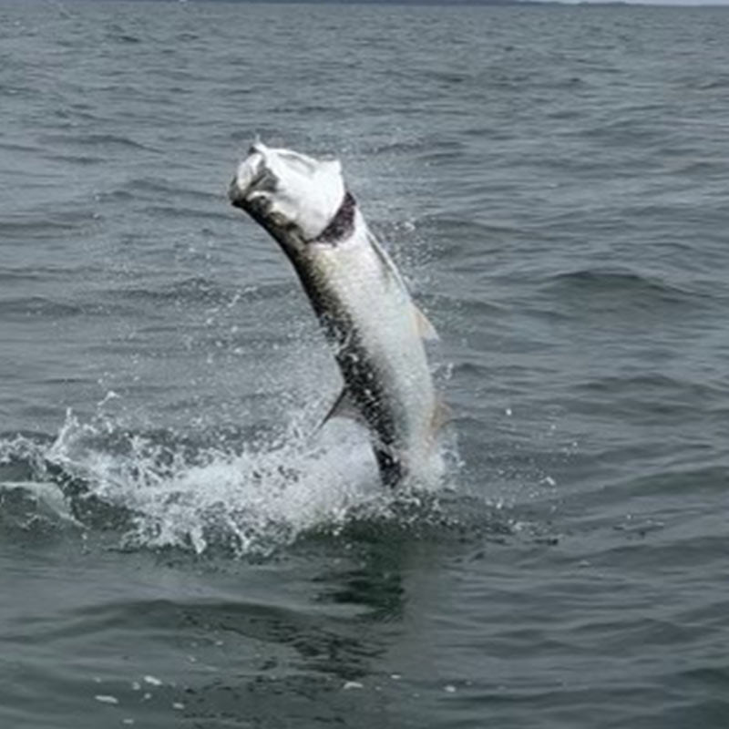 AHQ INSIDER Hilton Head Island (SC) Fall 2021 Fishing Report - Updated September 17