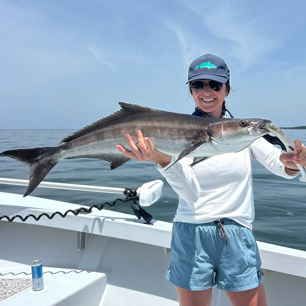 A beautiful cobia caught with Captain Kai Williams 