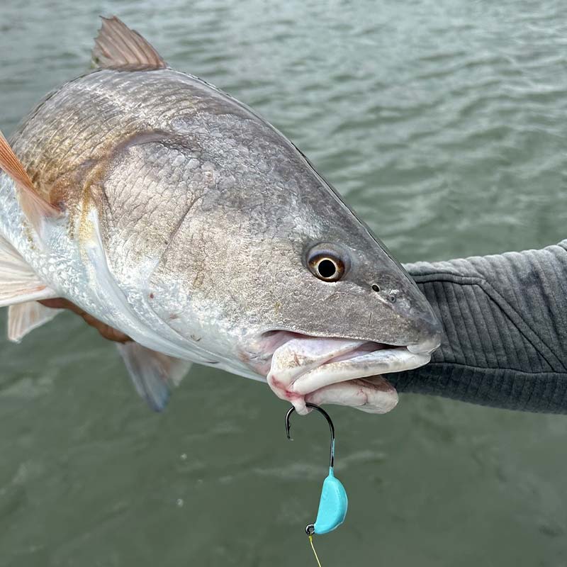 AHQ INSIDER Hilton Head Island (SC) 2023 Week 19 Fishing Report - Updated May 11