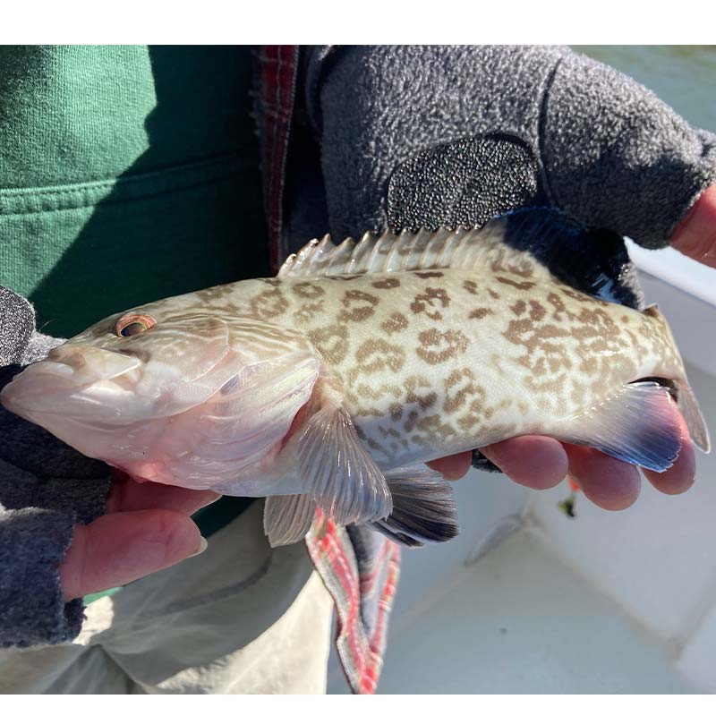 AHQ INSIDER Hilton Head Island (SC) 2022 Week 40 Fishing Report - Updated October 6
