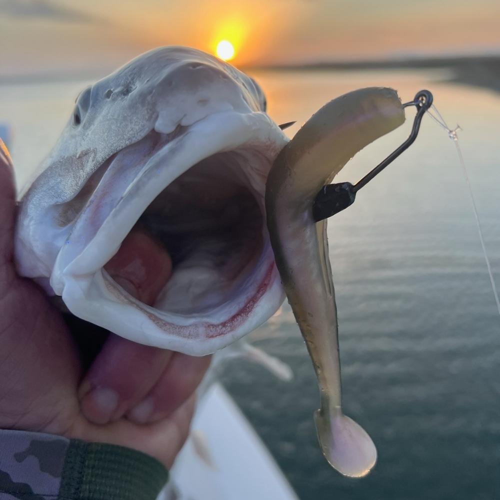 Falling for a swimbait on Captain Trent Malphrus's boat this week