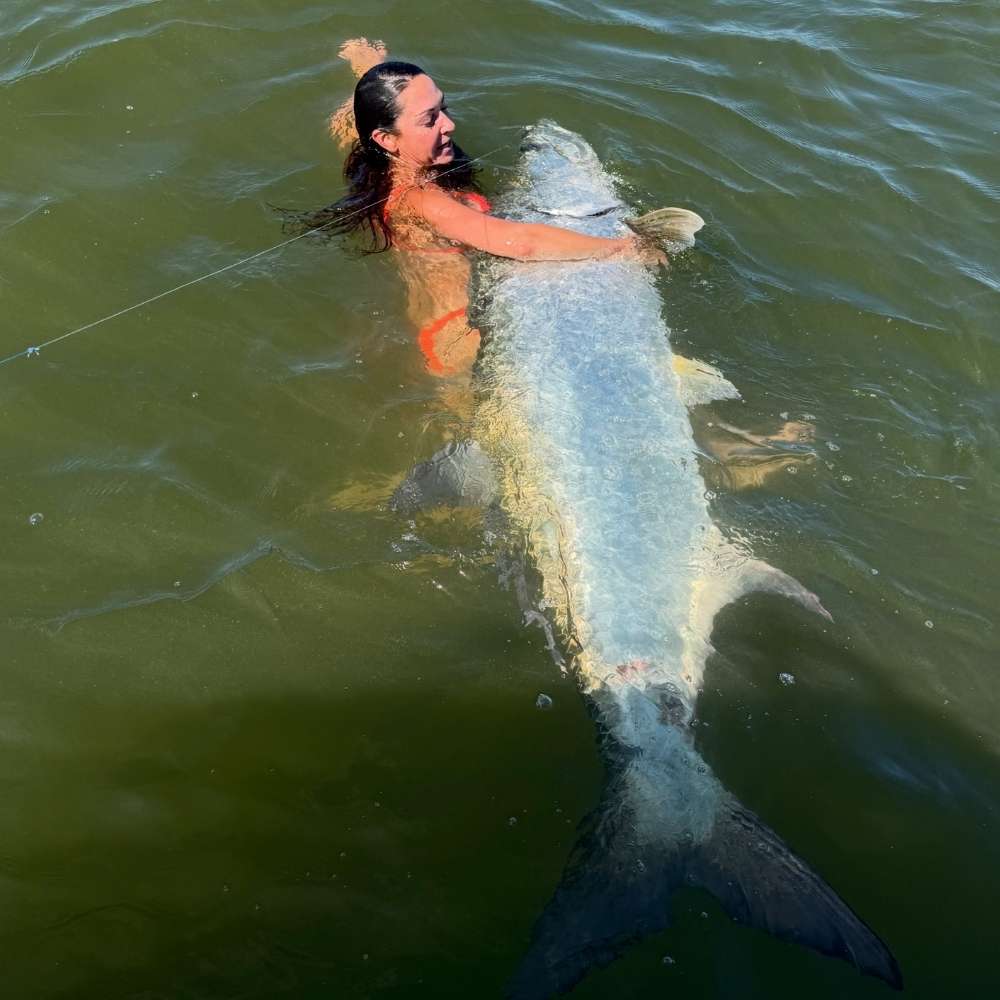 A 180-200 pound tarpon caught this week with Captain Kai Williams 