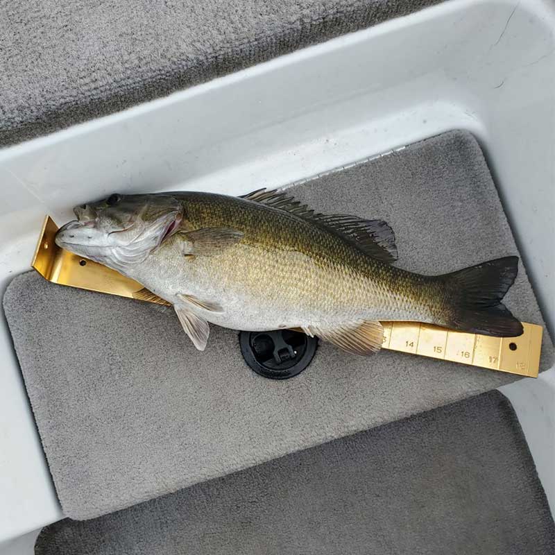 AHQ INSIDER Lake Jocassee (SC) 2023 Week 44 Fishing Report – Updated November 3