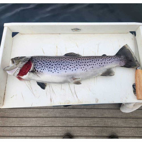 Caught this week with Guide Sam Jones