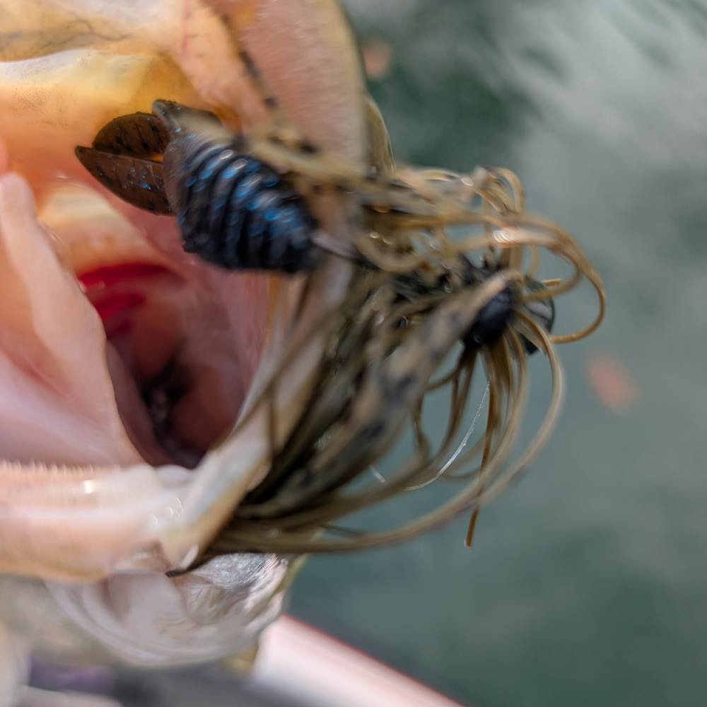 Charles Townson caught this one on a jig this week