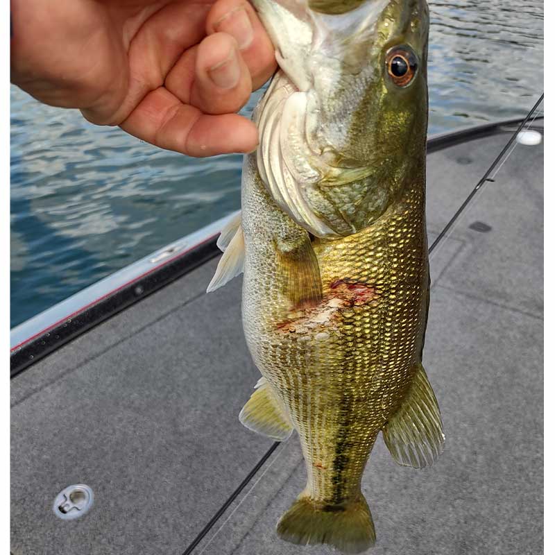 AHQ INSIDER Lake Keowee (SC) 2022 Week 21 Fishing Report - Updated May 27