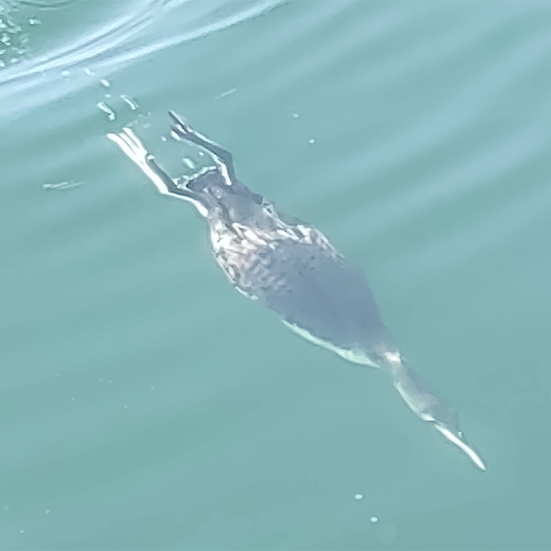 AHQ INSIDER Lake Keowee (SC) 2023 Week 12 Fishing Report - Updated March 22