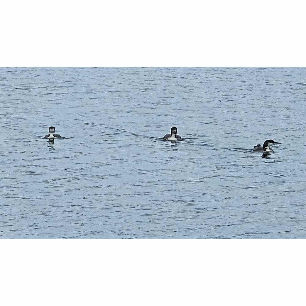 This week on Keowee - photo courtesy of Charles Townson