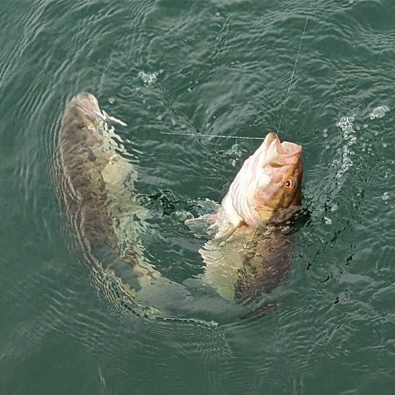 AHQ INSIDER Lake Keowee (SC) 2024 Week 1 Fishing Report - Updated January 4