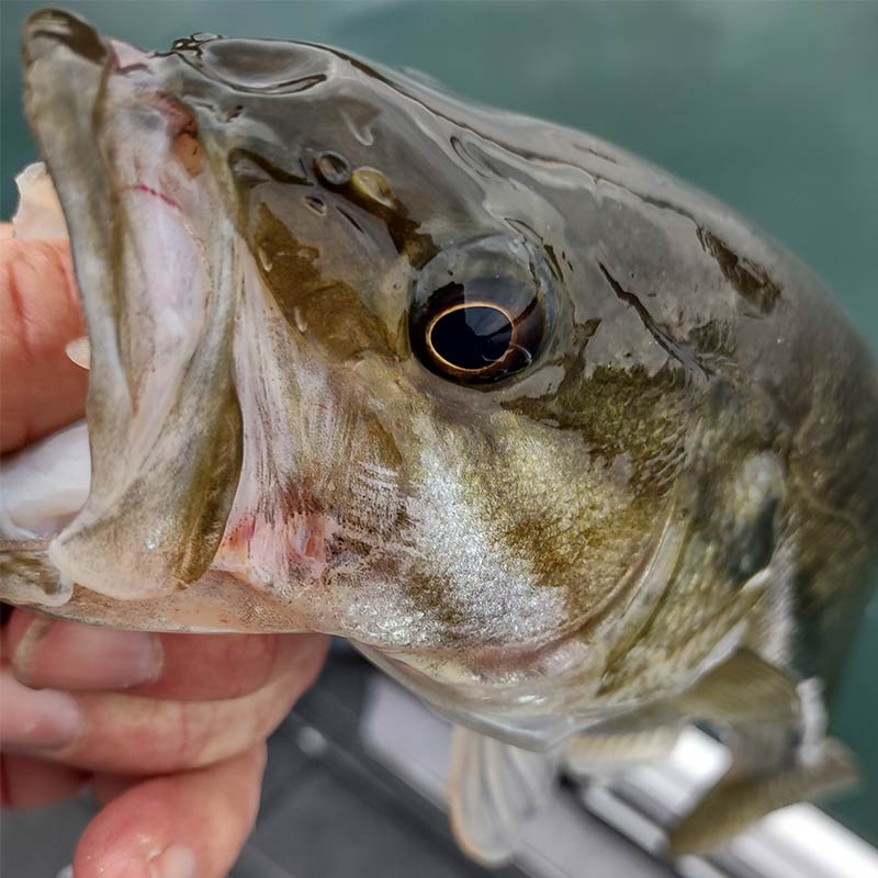 AHQ INSIDER Lake Keowee (SC) 2023 Week 6 Fishing Report - Updated February 9