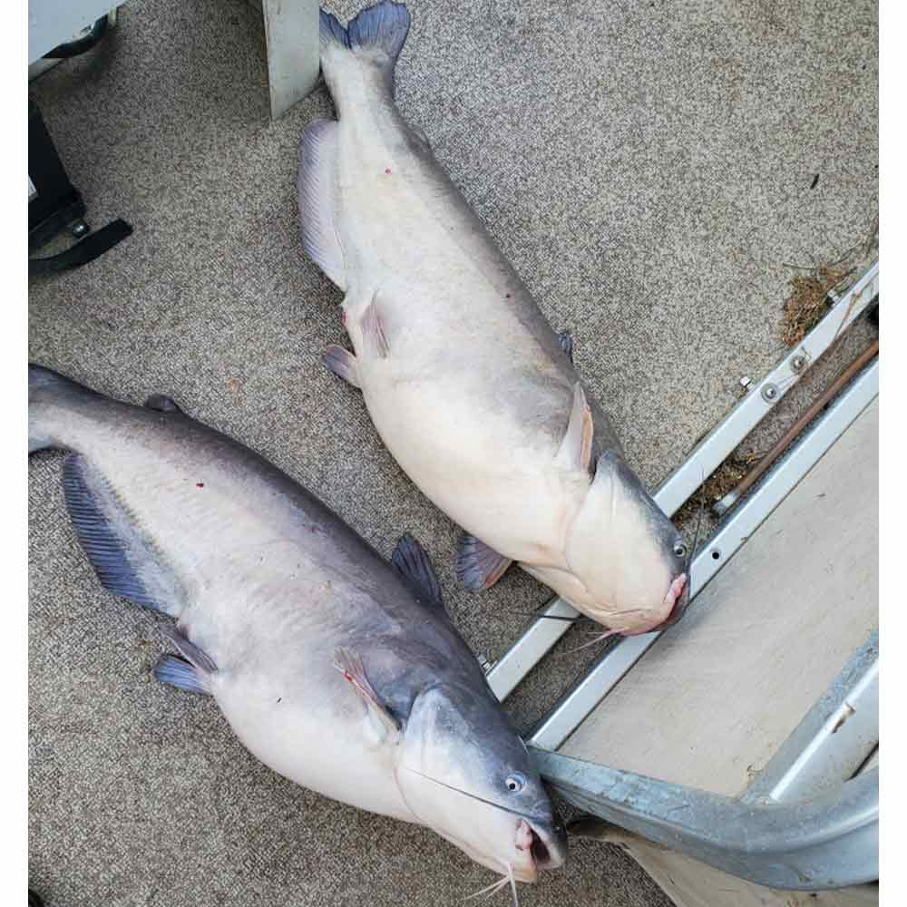 AHQ INSIDER Lake Monticello (SC) 2025 Week 18 Fishing Report – Updated May 1