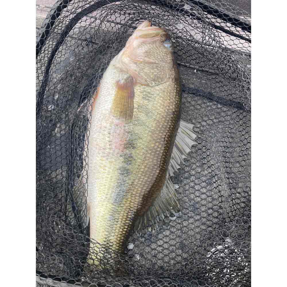 Eric Enlow caught this 4 1/2 Sunday