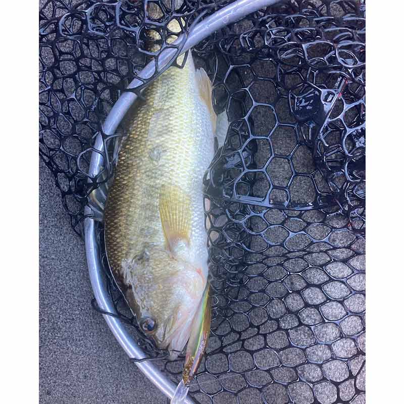 AHQ INSIDER Lake Monticello (SC) 2023 Week 16 Fishing Report – Updated April 21