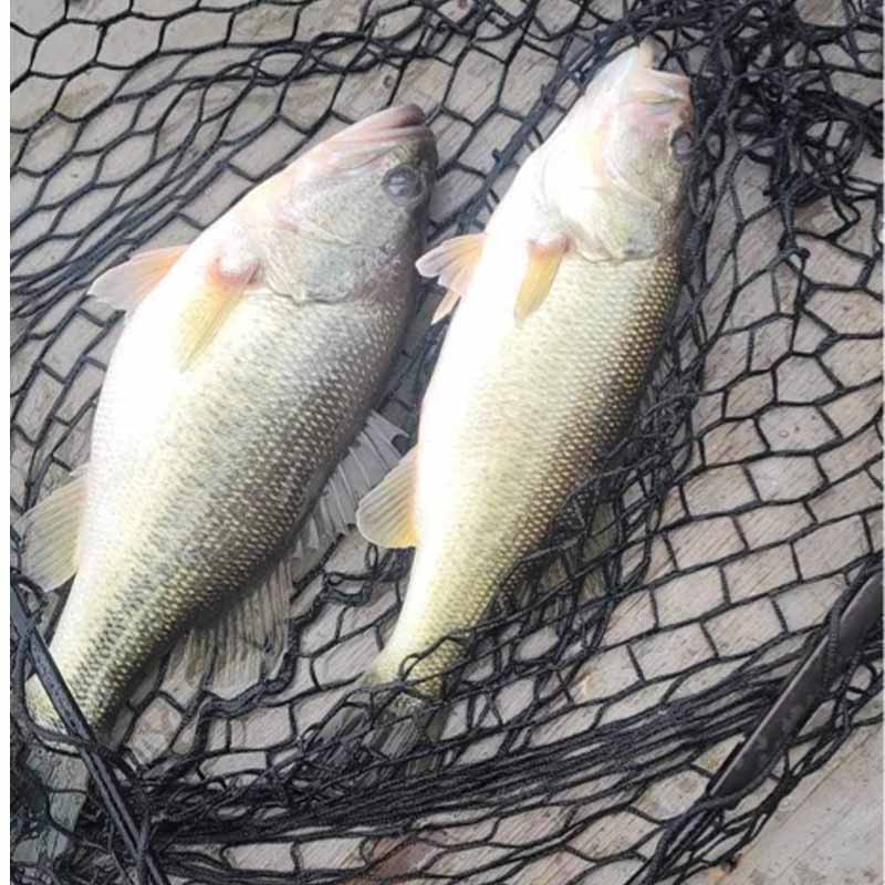 AHQ INSIDER Lake Monticello (SC) 2023 Week 49 Fishing Report – Updated December 7