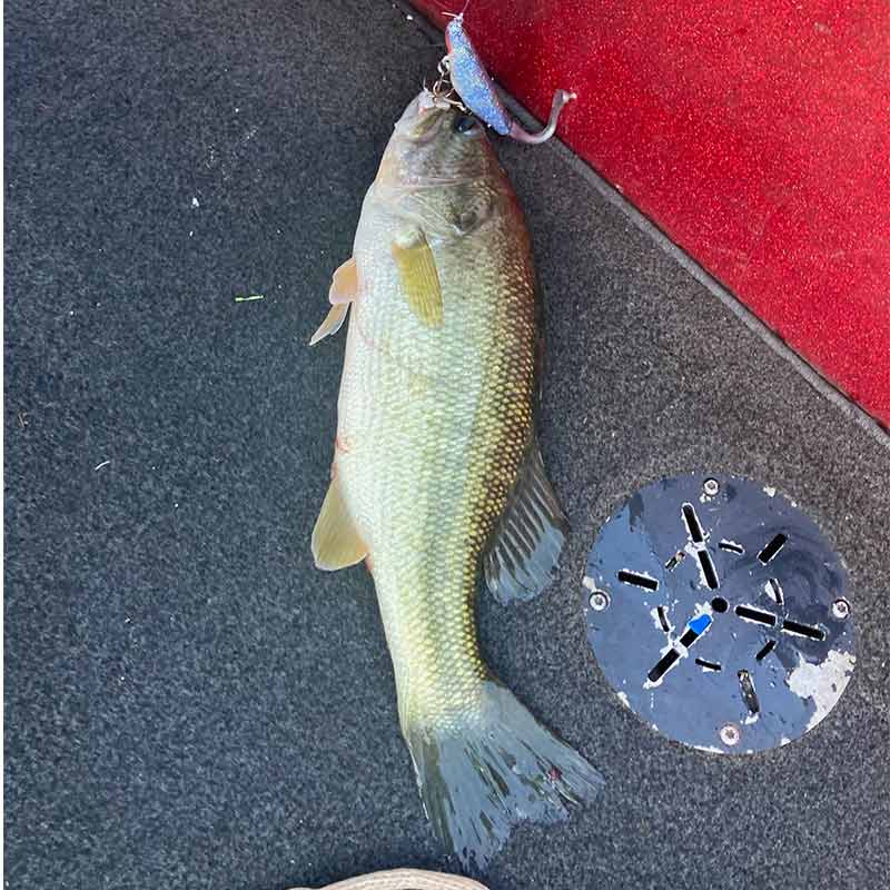 AHQ INSIDER Lake Monticello (SC) 2023 Week 26 Fishing Report – Updated June 29