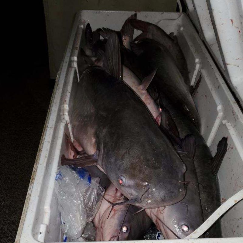 AHQ INSIDER Lake Monticello (SC) Fall 2021 Fishing Report – Updated December 15