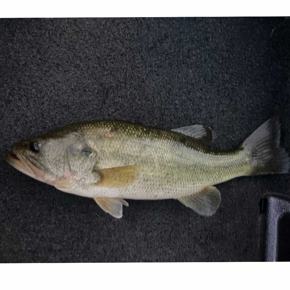 Photo courtesy of Eric Enlow