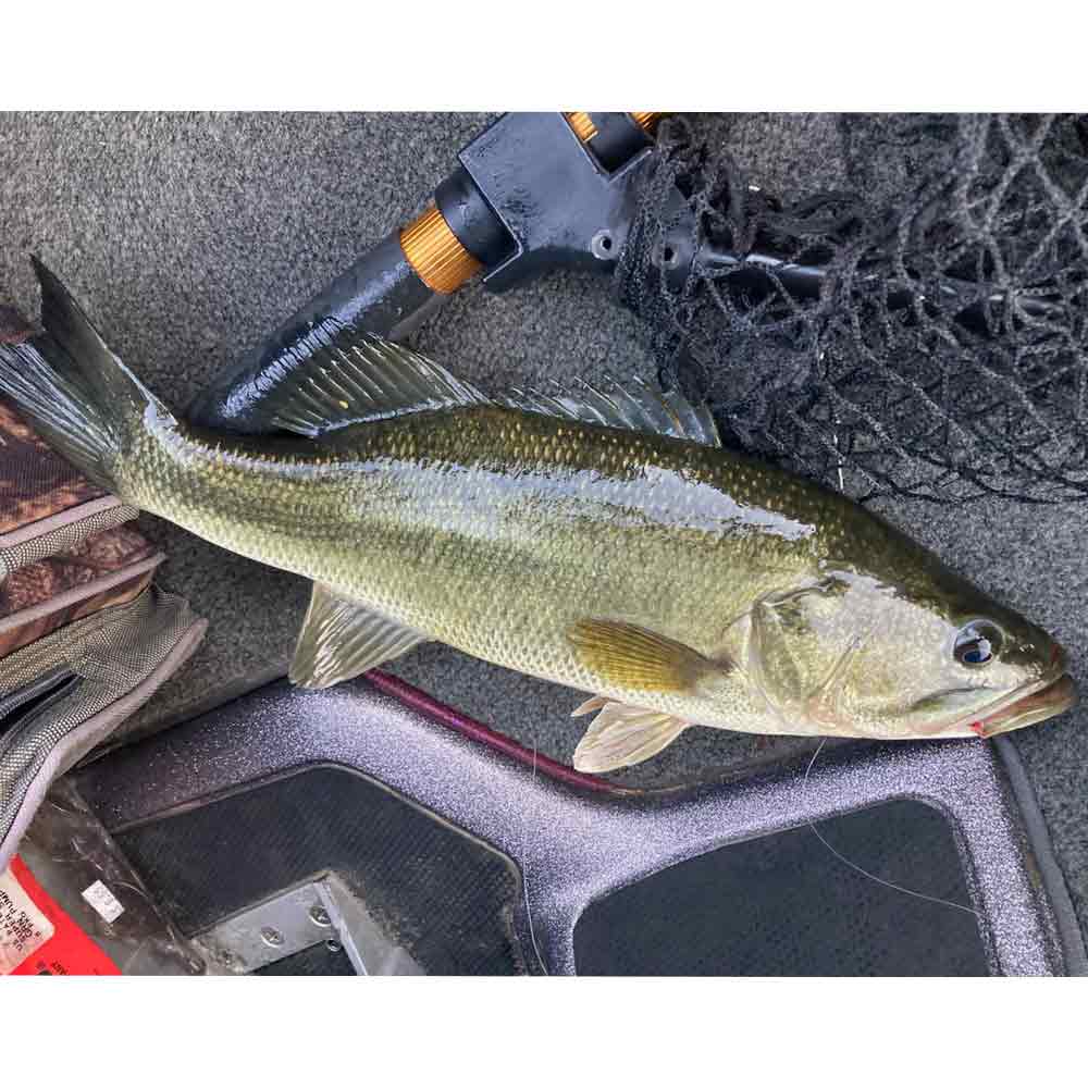 AHQ INSIDER Lake Monticello (SC) 2025 Week 19 Fishing Report – Updated May 8