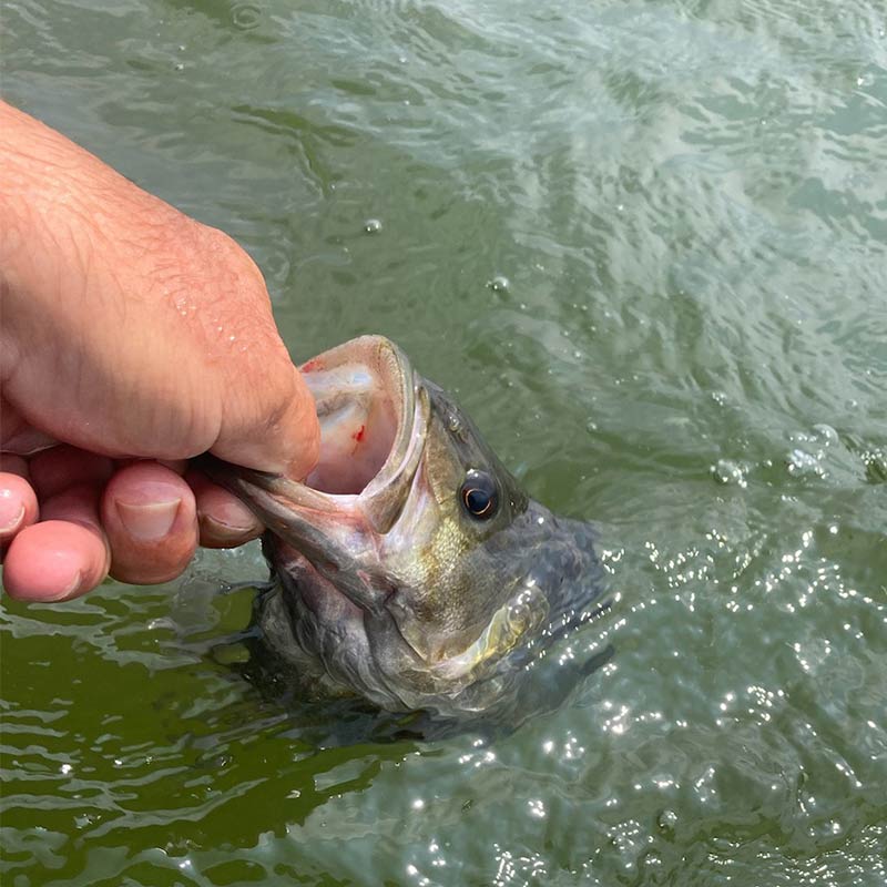 AHQ INSIDER Lake Monticello (SC) 2023 Week 24 Fishing Report – Updated June 15