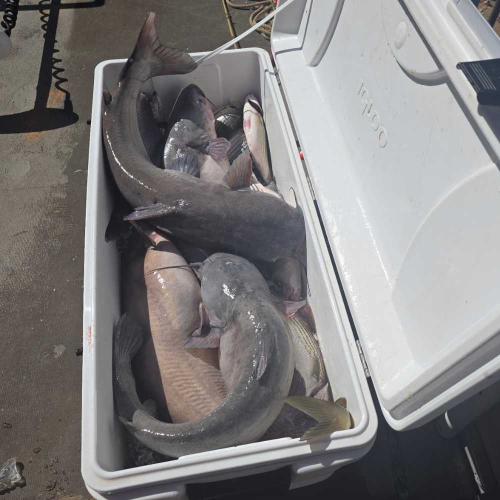 AHQ INSIDER Lake Monticello (SC) 2026 Week 16 Fishing Report – Updated April 16