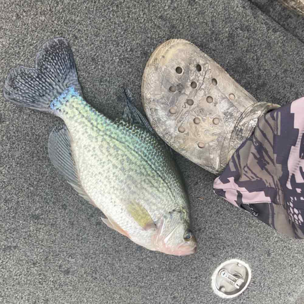 AHQ INSIDER Lake Monticello (SC) 2026 Week 5 Fishing Report – Updated January 28