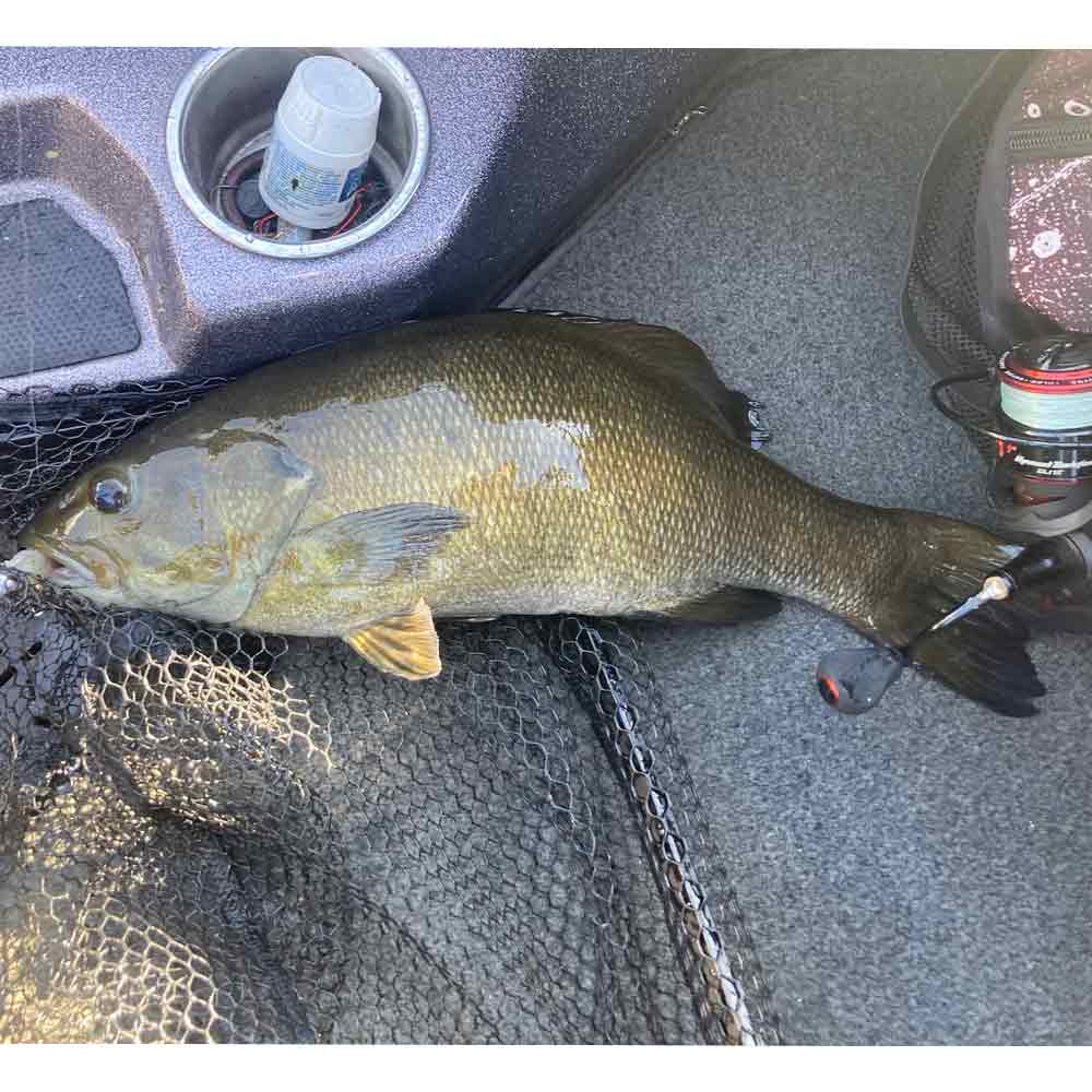 A fat smallmouth caught this week by Eric Enlow