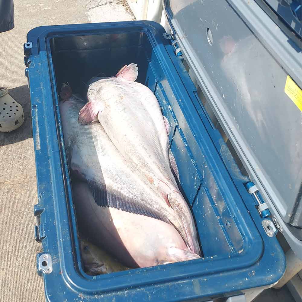 AHQ INSIDER Lake Monticello (SC) 2025 Week 25 Fishing Report – Updated June 18