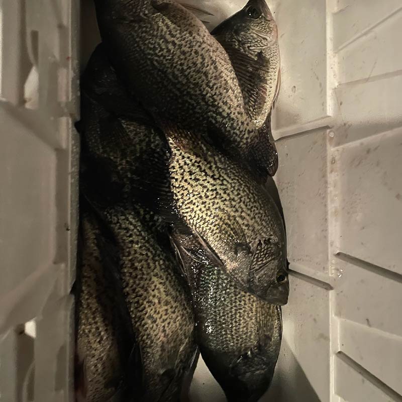 AHQ INSIDER Lake Murray (SC) 2024 Week 10 Fishing Report - Updated March 7