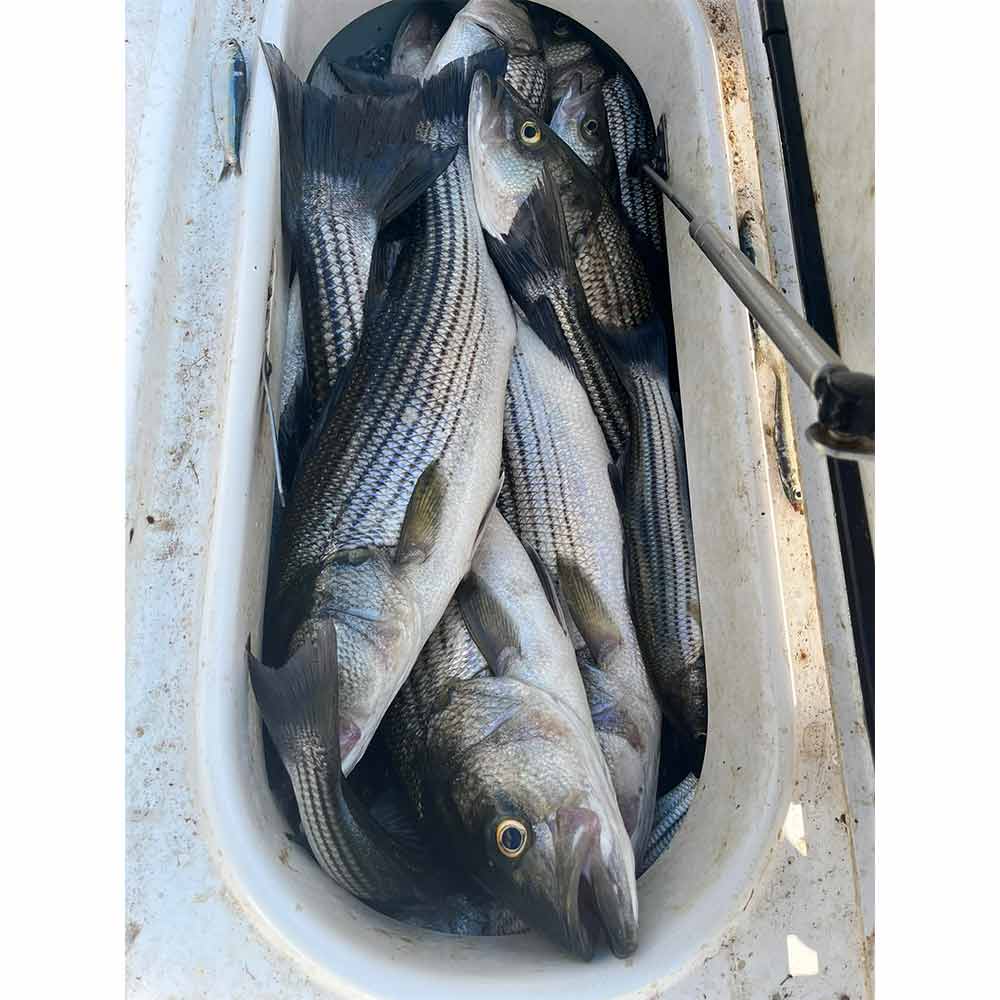 AHQ INSIDER Lake Murray (SC) 2024 Week 42 Fishing Report - Updated October 16