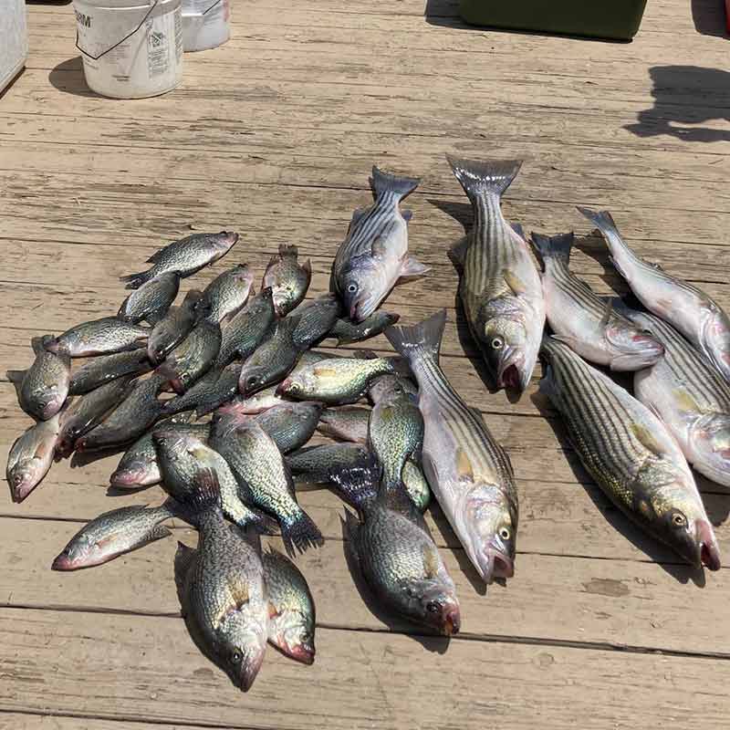 AHQ INSIDER Lake Murray (SC) Spring 2021 Fishing Report - Updated May 27