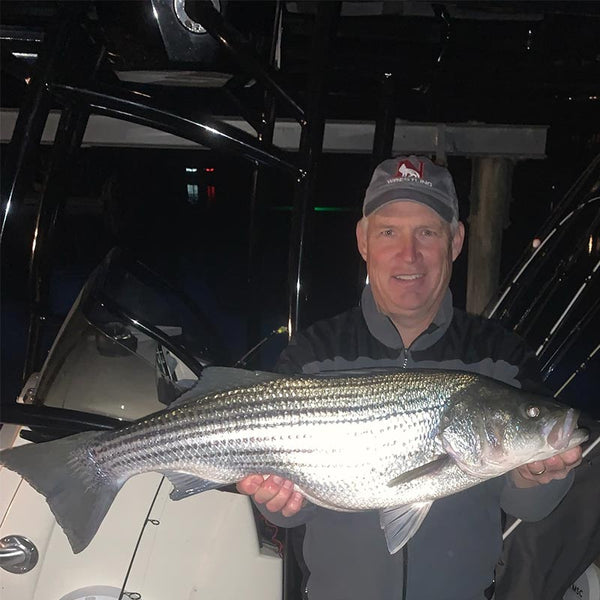 Striper moving back on Lake Murray Angler's Headquarters