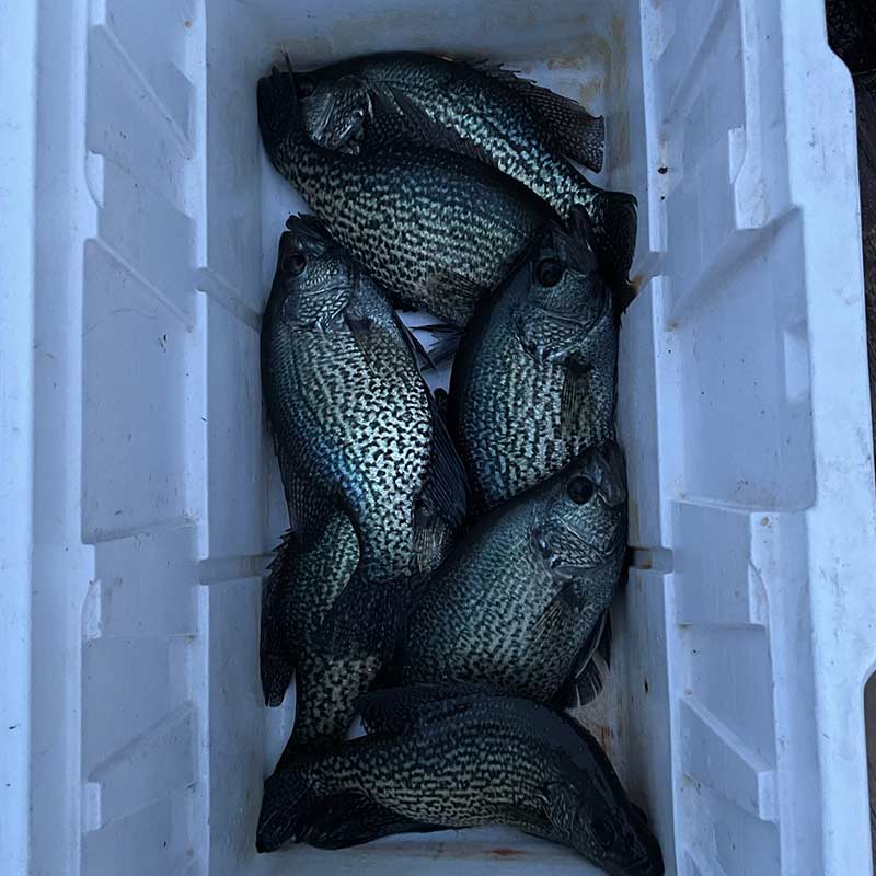 AHQ INSIDER Lake Murray (SC) 2023 Week 8 Fishing Report - Updated February 23