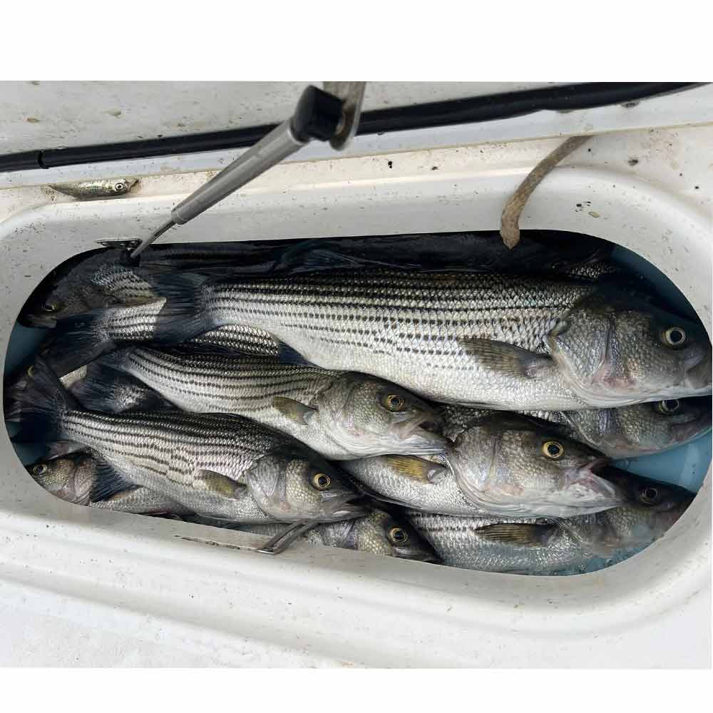 AHQ INSIDER Lake Murray (SC) 2025 Week 37 Fishing Report - Updated September 10