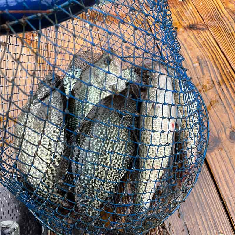 AHQ INSIDER Lake Murray (SC) Spring 2022 Fishing Report - Updated March 17