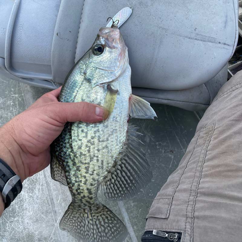 AHQ INSIDER Lake Murray (SC) 2022 Week 36 Fishing Report - Updated September 8