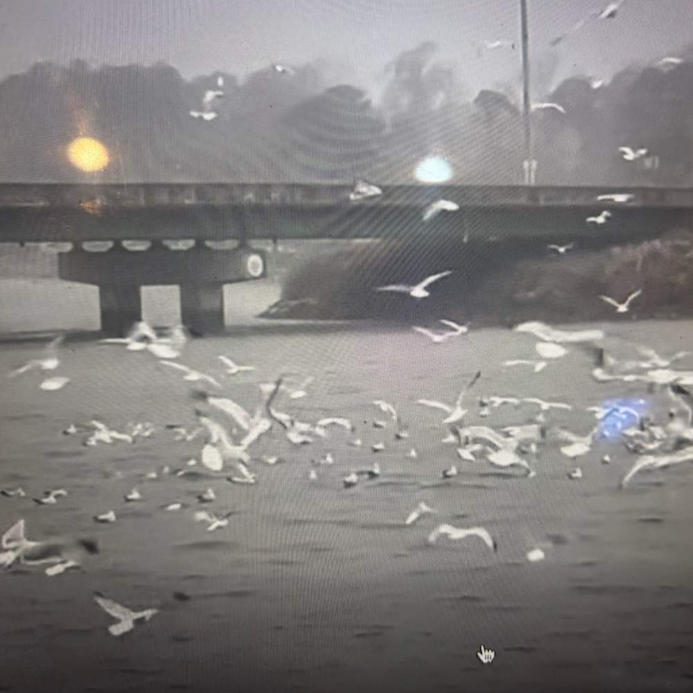 Gulls diving on dead shad by Black's Bridge this Monday - photo courtesy of Taylor Outdoors
