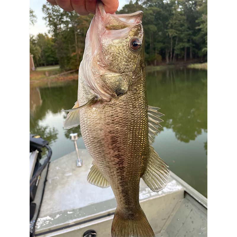 AHQ INSIDER Lake Murray (SC) 2022 Week 42 Fishing Report - Updated October 21