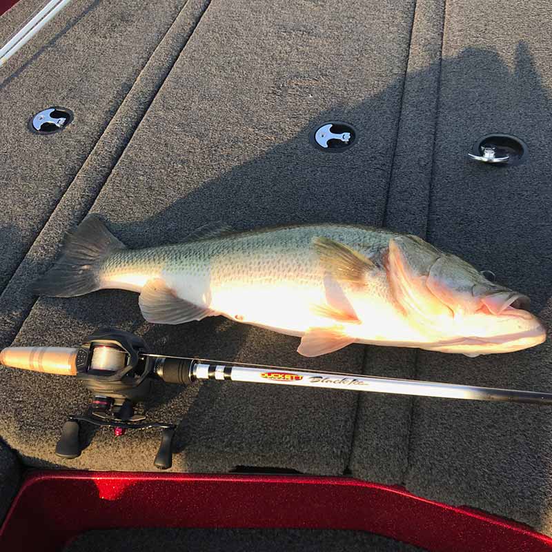 AHQ INSIDER Lake Murray (SC) Fall 2020 Fishing Report - Updated September 11